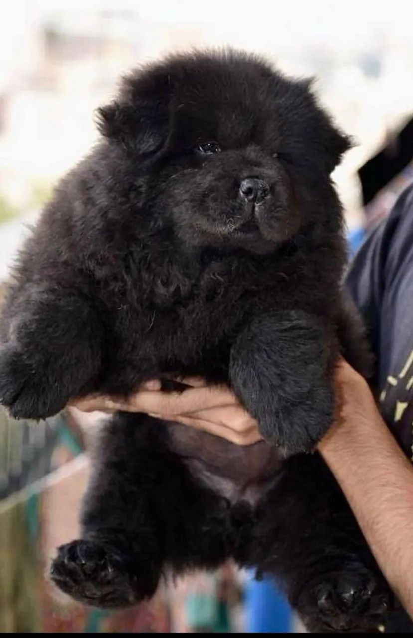 CHOWCHOW ALL BLACK AMERICANO  - Foto 3