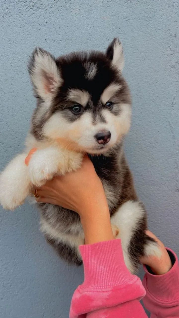 Husky Siberiano _ Adora correr. 