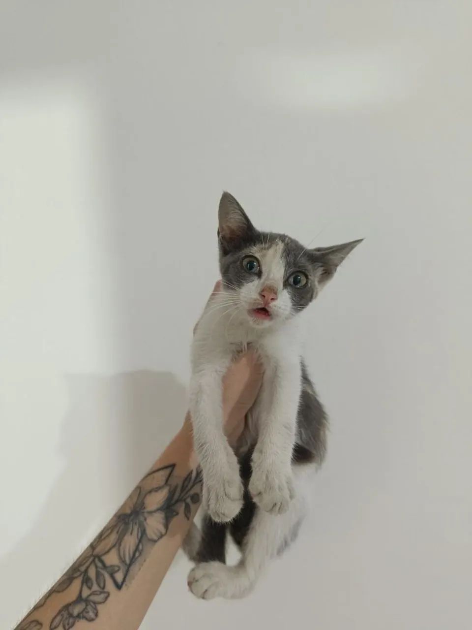 Gato para adoção 