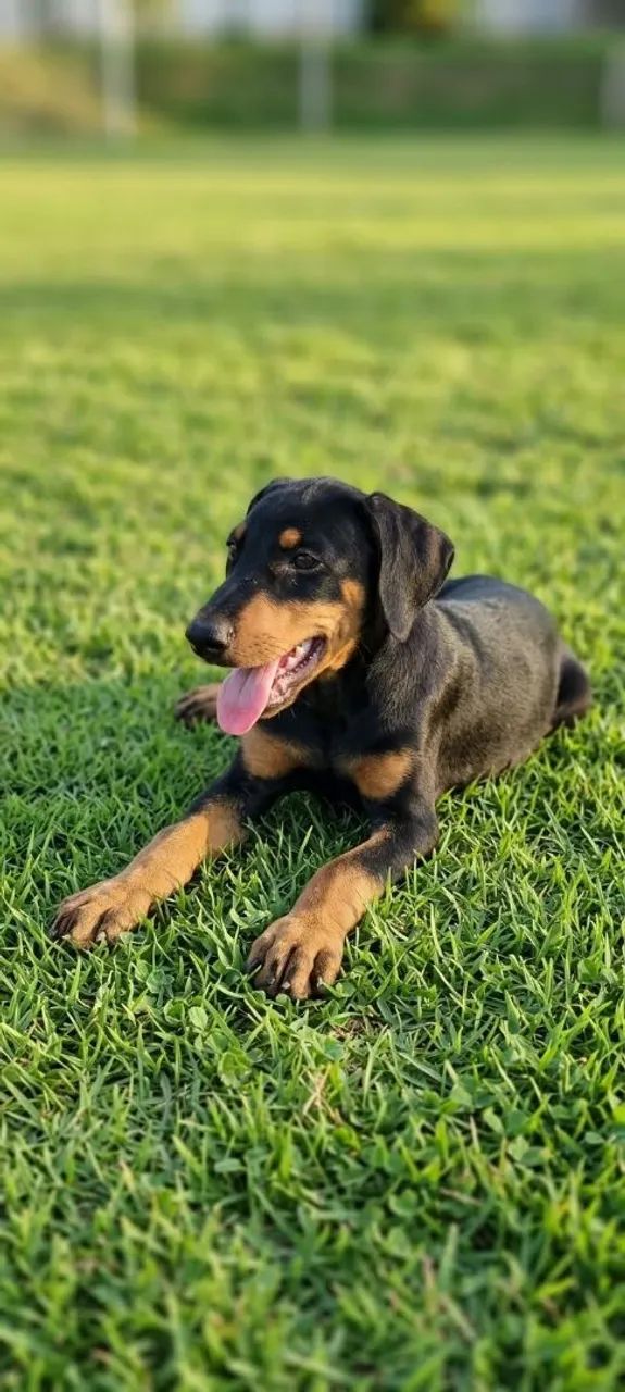 Filhotes de Doberman disponíveis 