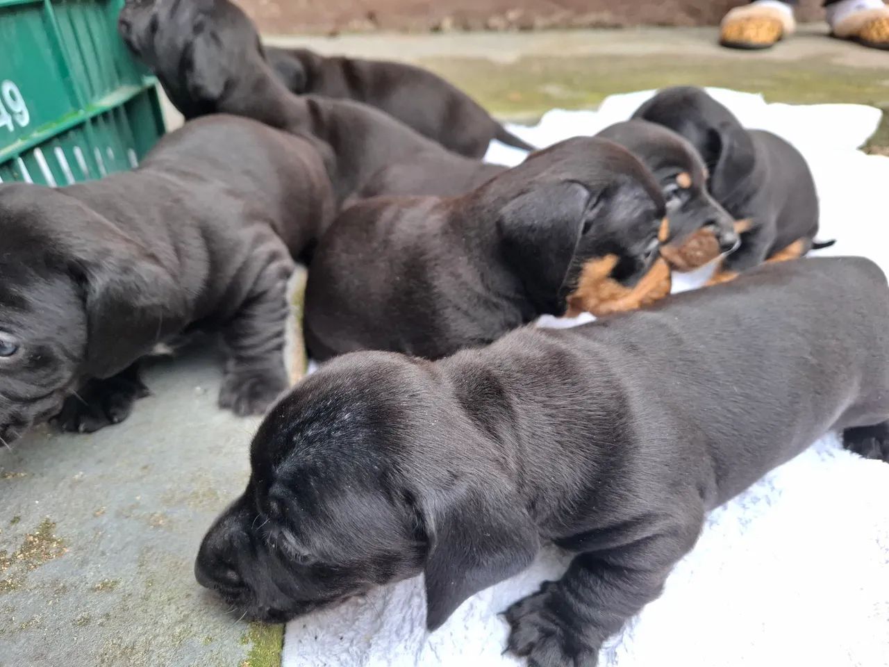 Filhotes de Dachshund "salsicha" Cofap teckel puro  - Foto 3
