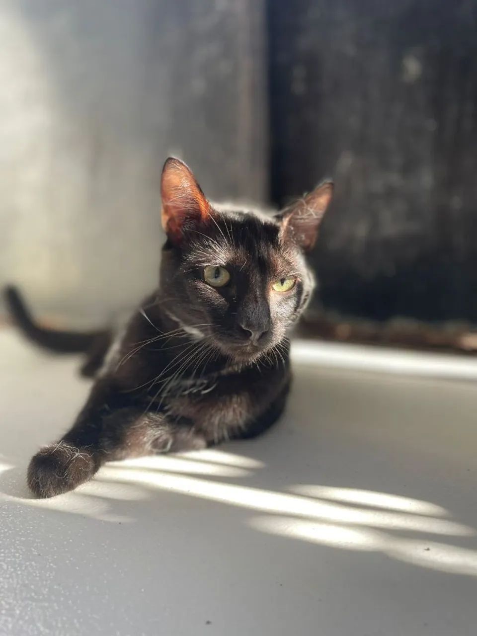 Gato Preto Castrado - Foto 6