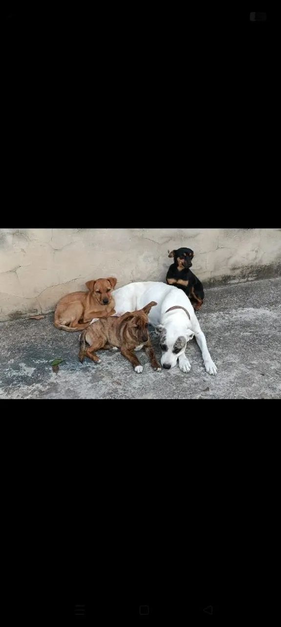 Doação  - Foto 2