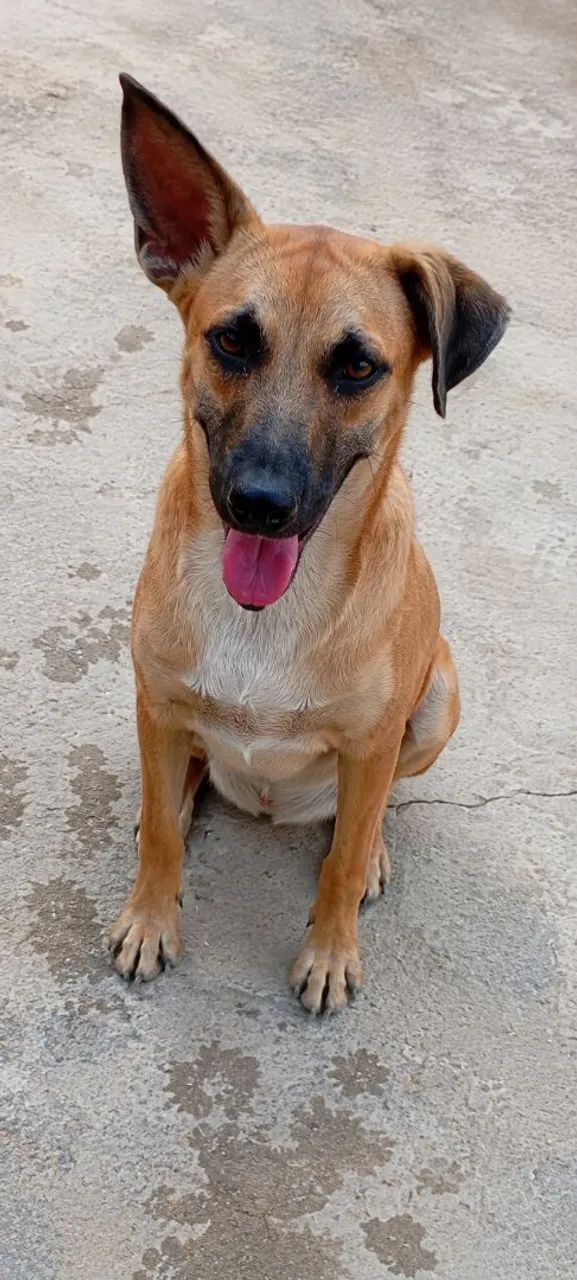 Doação  - Foto 3