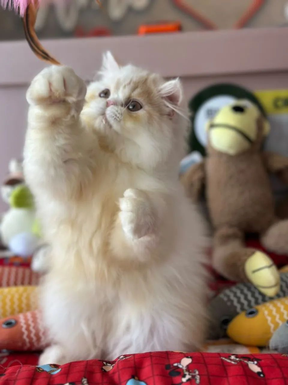 Perfeito e incrível gato persa macho - Foto 3