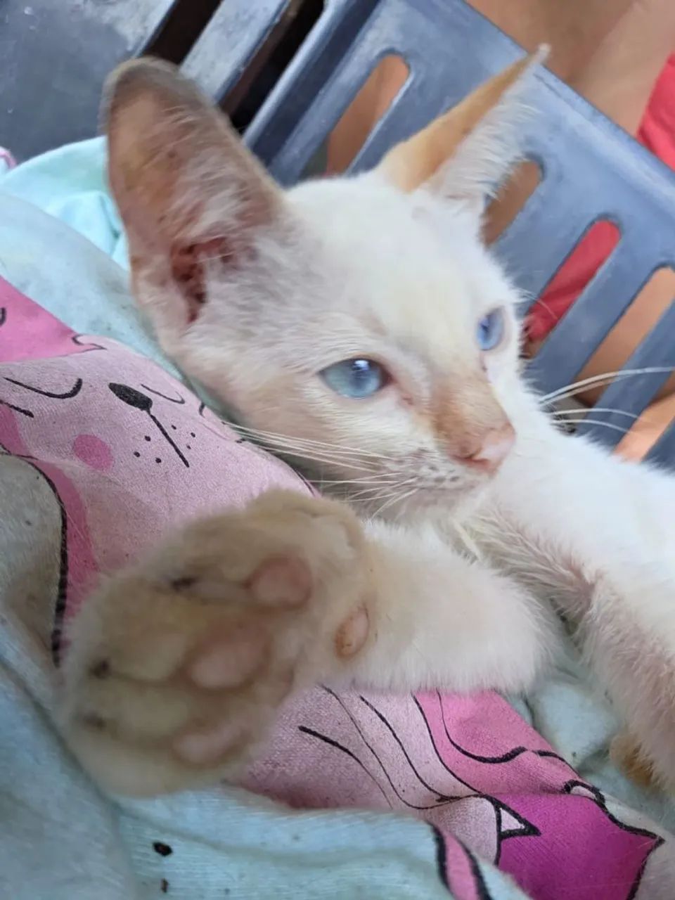 Gatinho 
