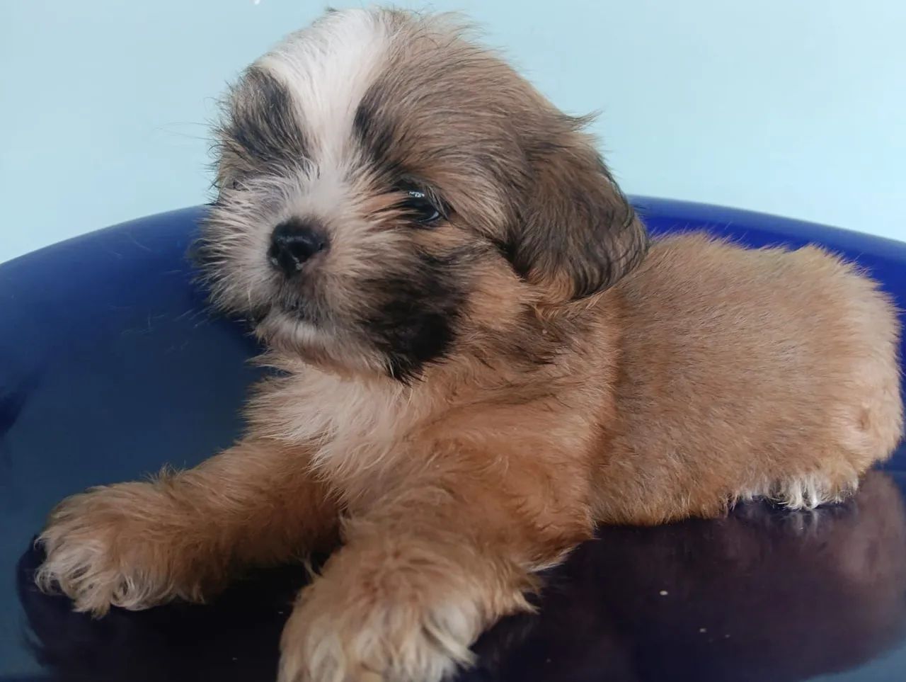 VENDO SHIH TZU MACHO 