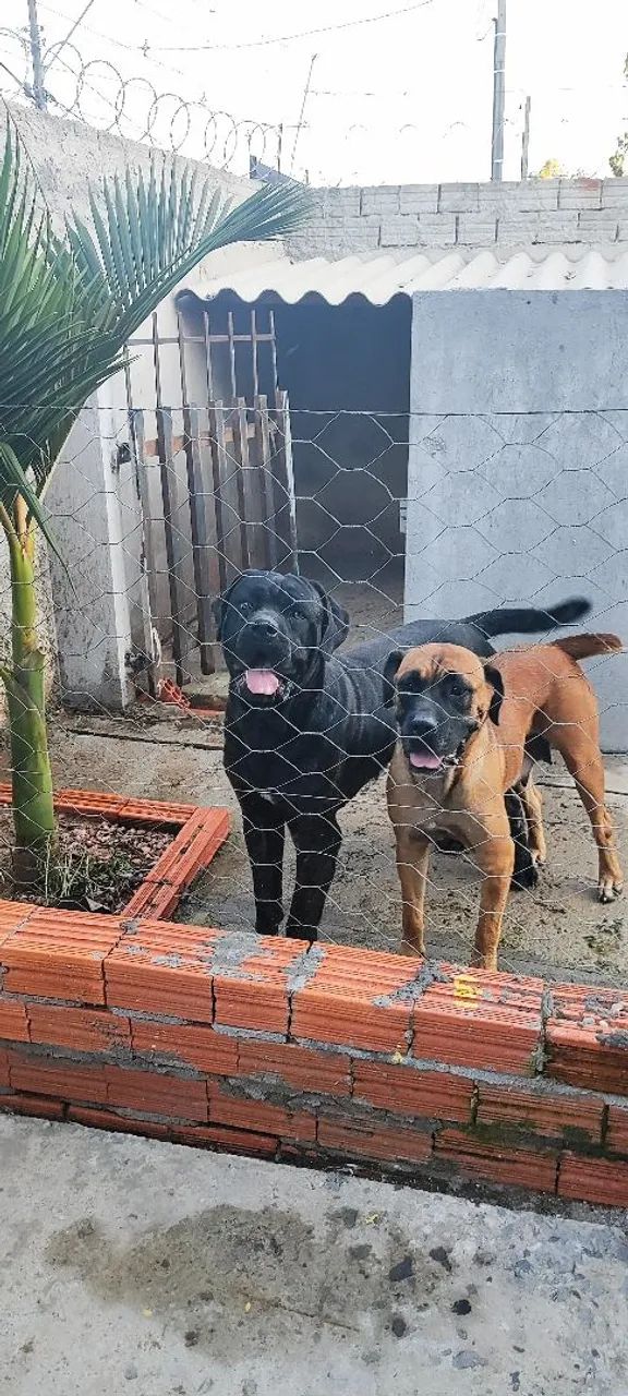 Cane corso  - Foto 4