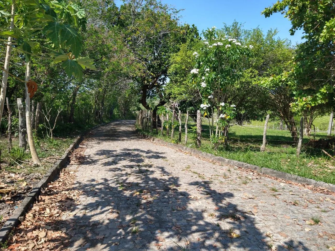 Alugo um sitio no calumby( socorro) - Foto 4