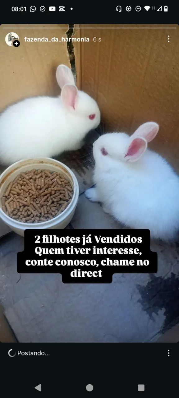Filhotes de Coelhinhos  - Foto 5