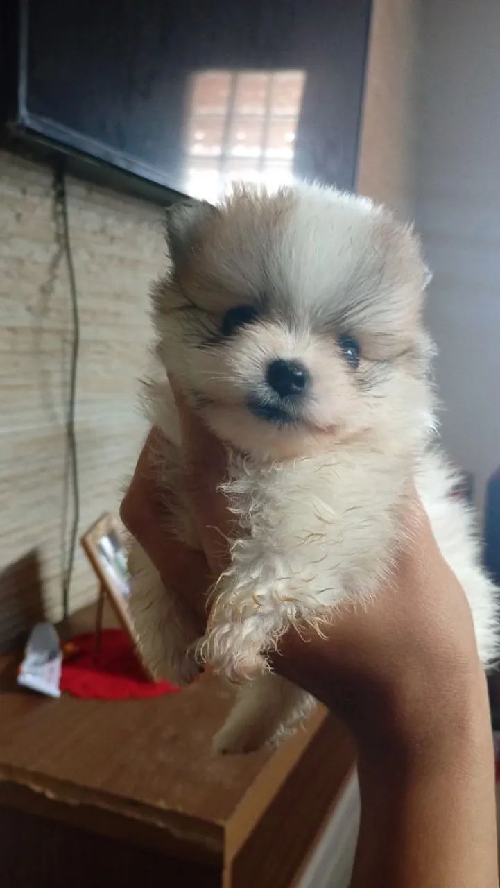 Cachorrinho bebe 
