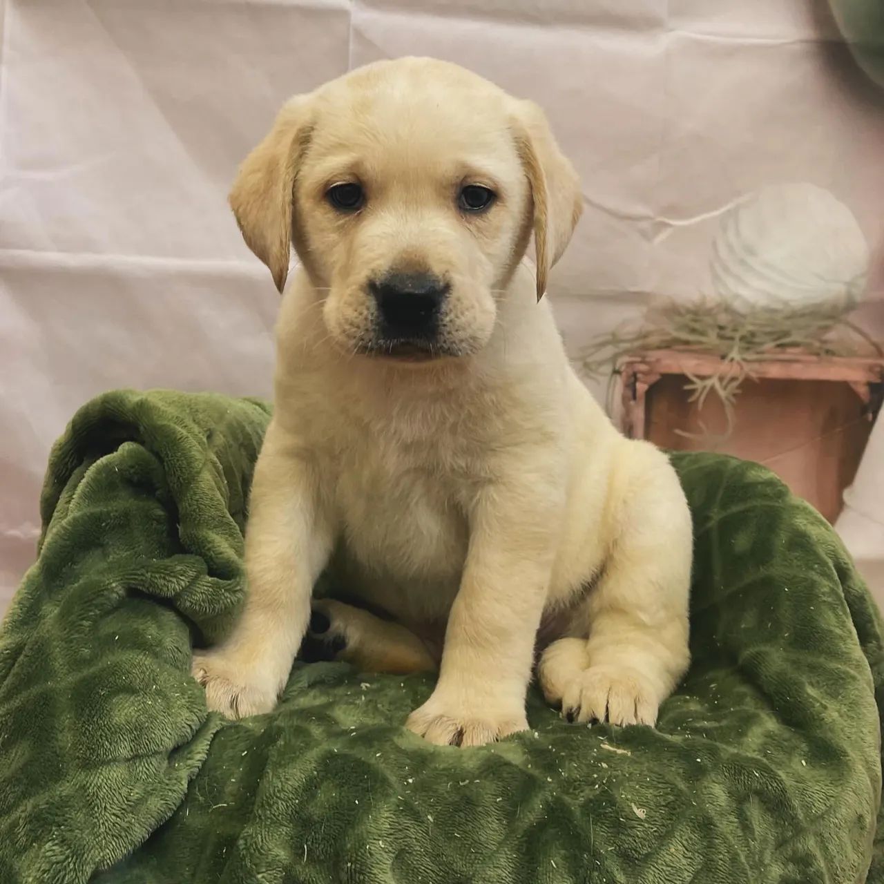 Labrador Retriever filhotes 