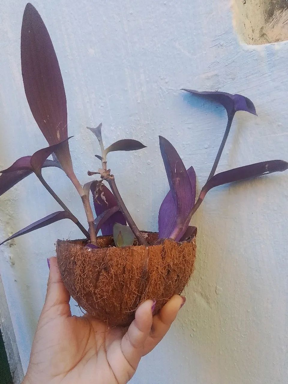 Plantinhas Suculentas no casco de coco - Foto 3