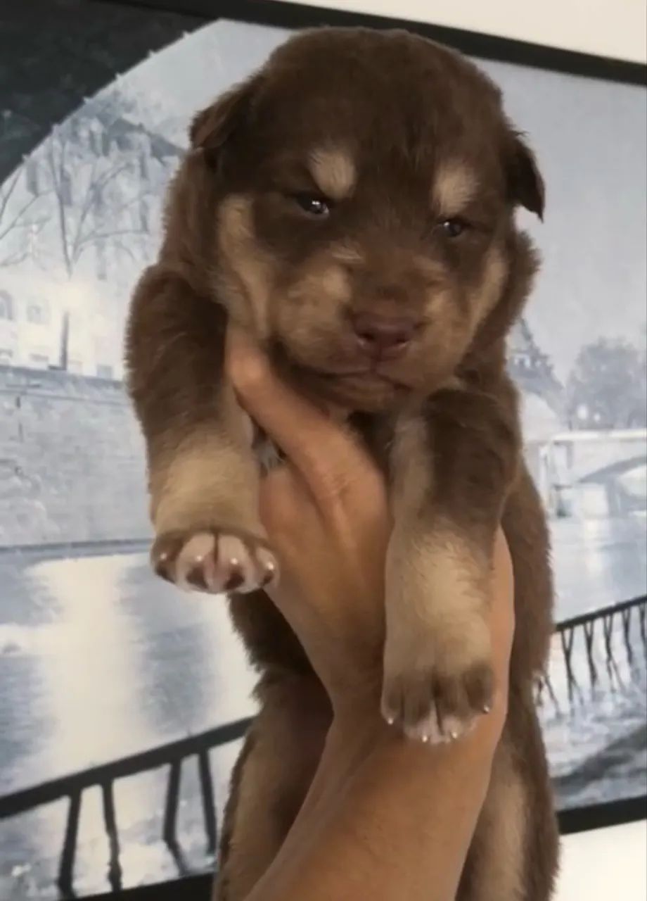 Husky siberiano  - Foto 2