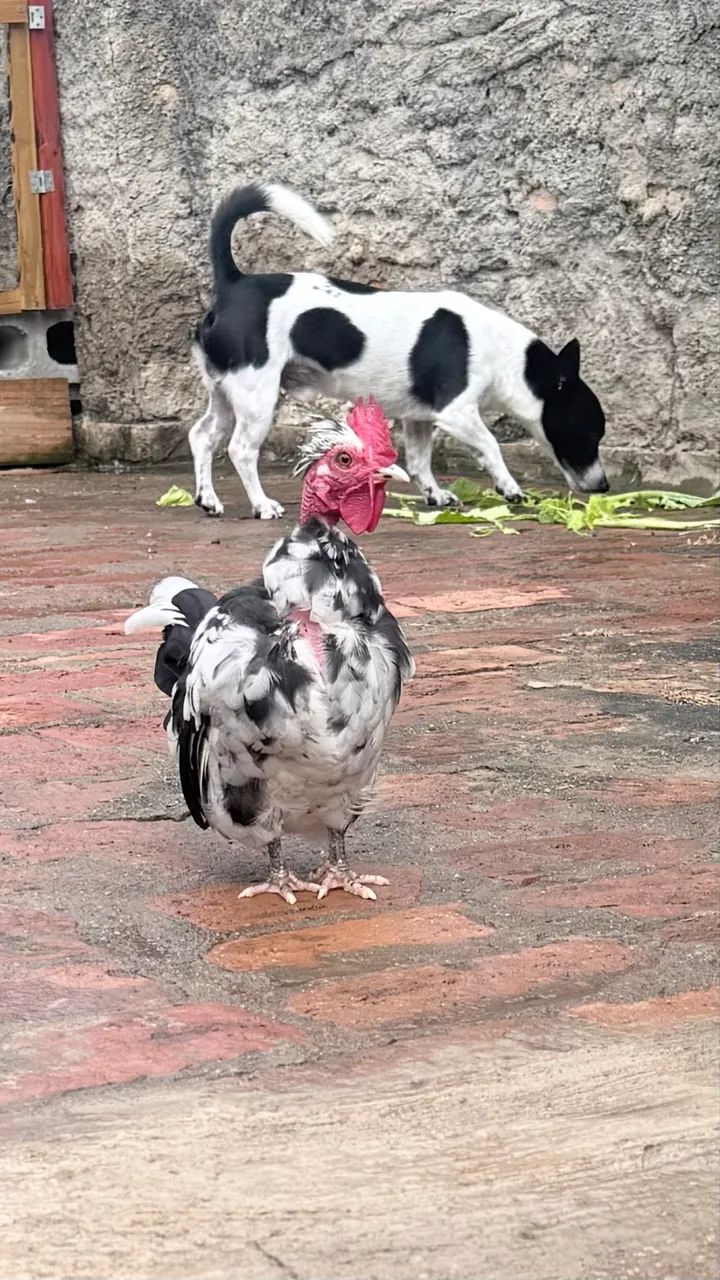Vendo esse Galo mini garnisé - Foto 3