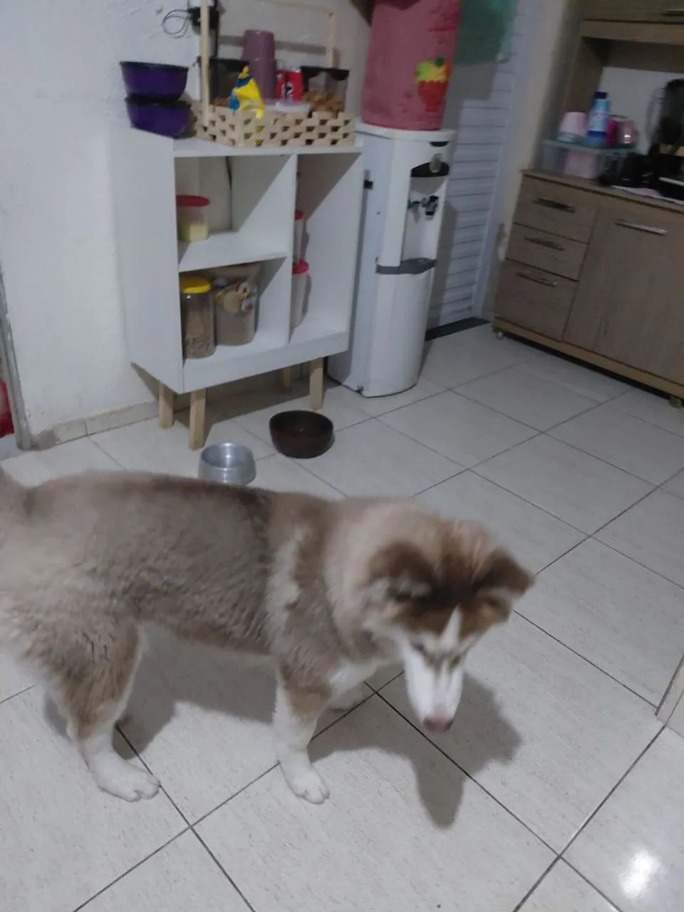 Vendo Husky siberiano  - Foto 2