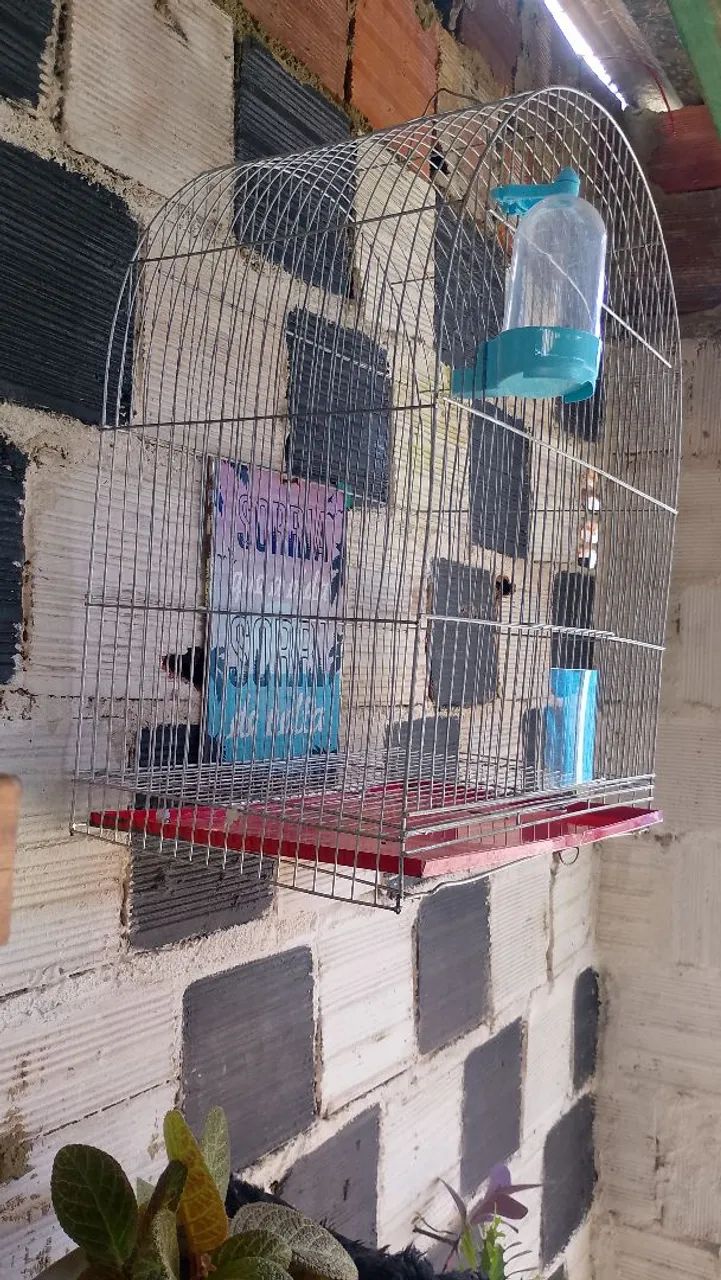 Gaiola  - Foto 2