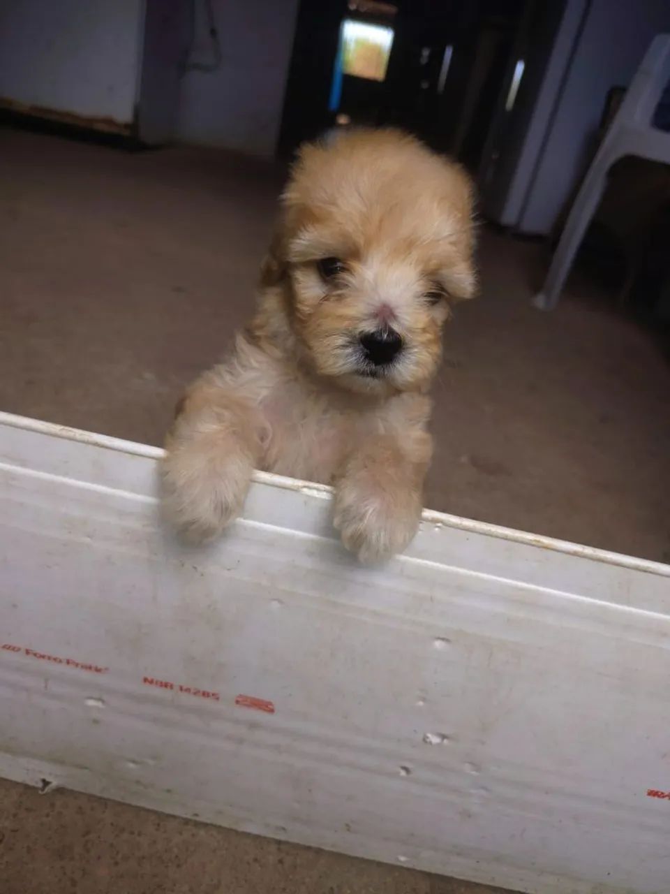Cachorros 