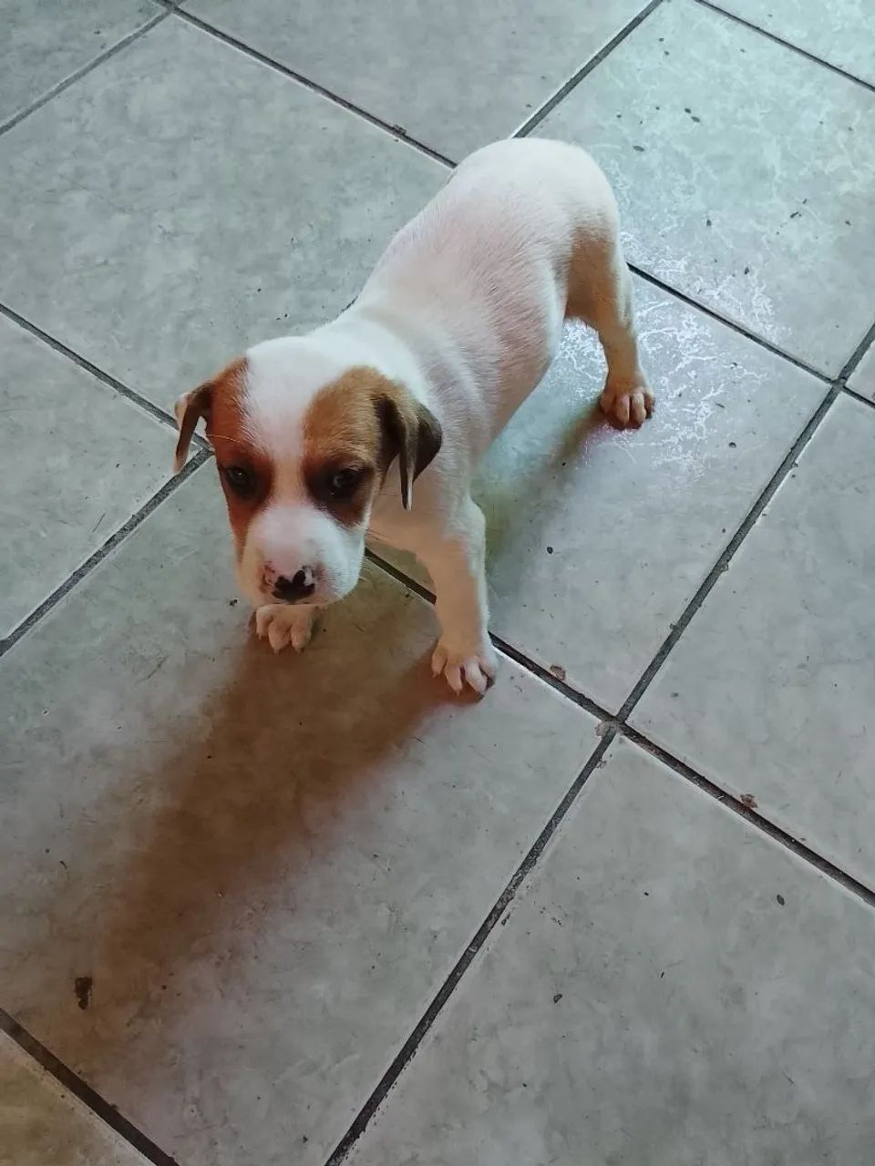 Cachorro Pastor Alemão Mestiço  - Foto 3