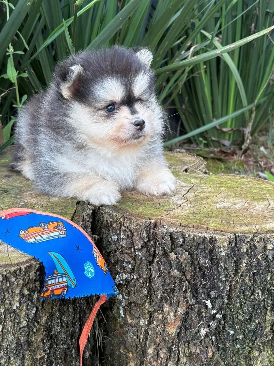 Pomsky mini - Foto 3