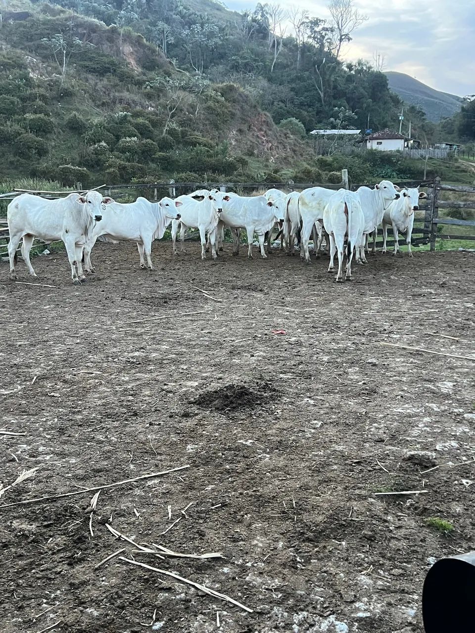 Novilhas Nelore  - Foto 2