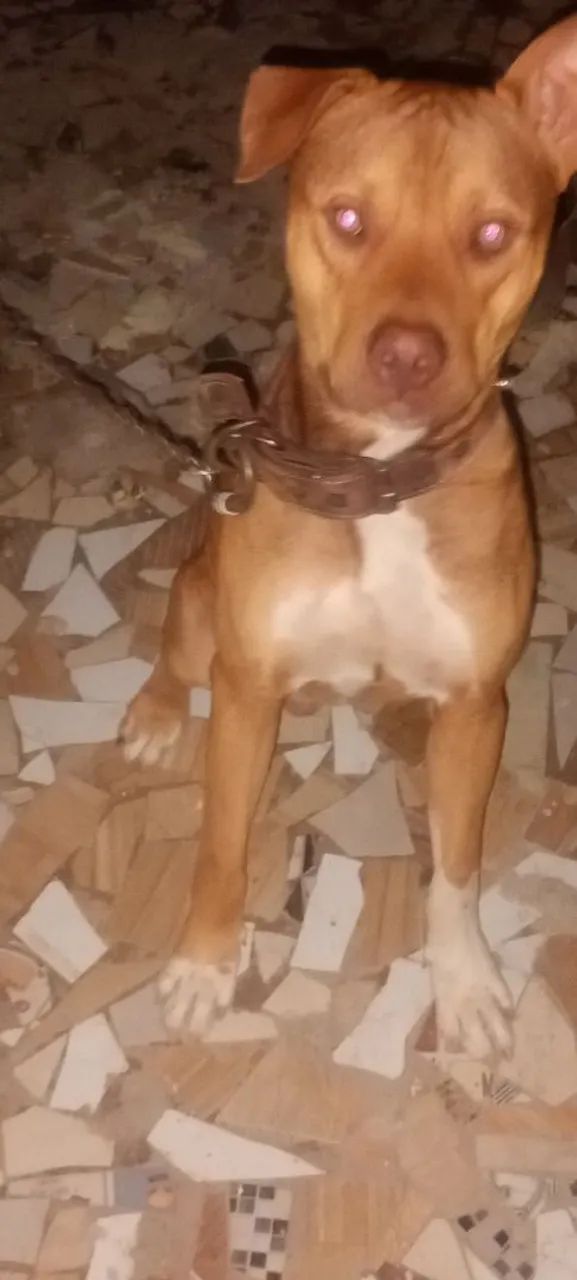 Raça Pit monster