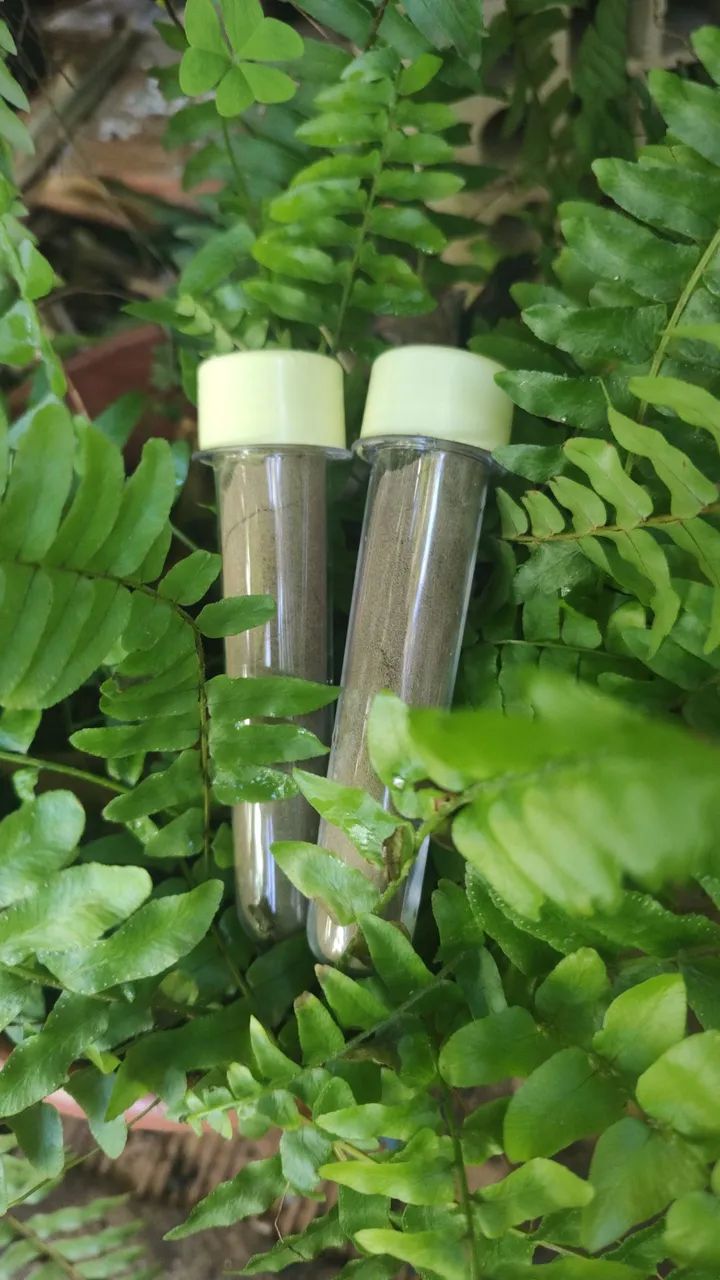 Rapé O chamado do Beija-Flor. Medicina da Floresta  - Foto 2