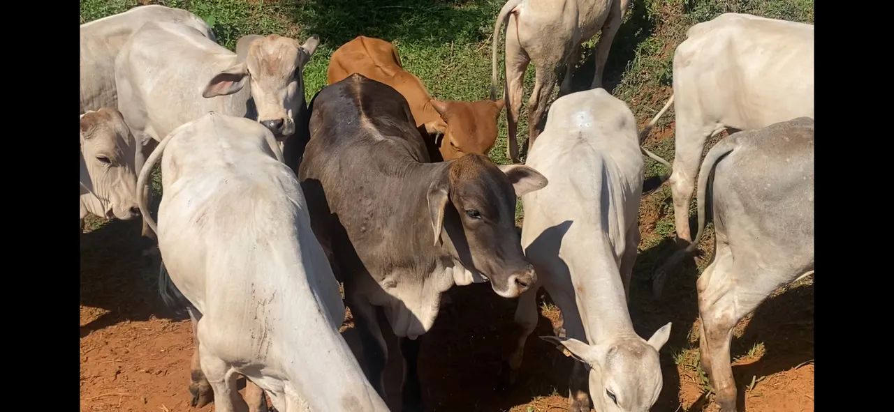 Garrotes Neroli e Brahma m - Foto 3
