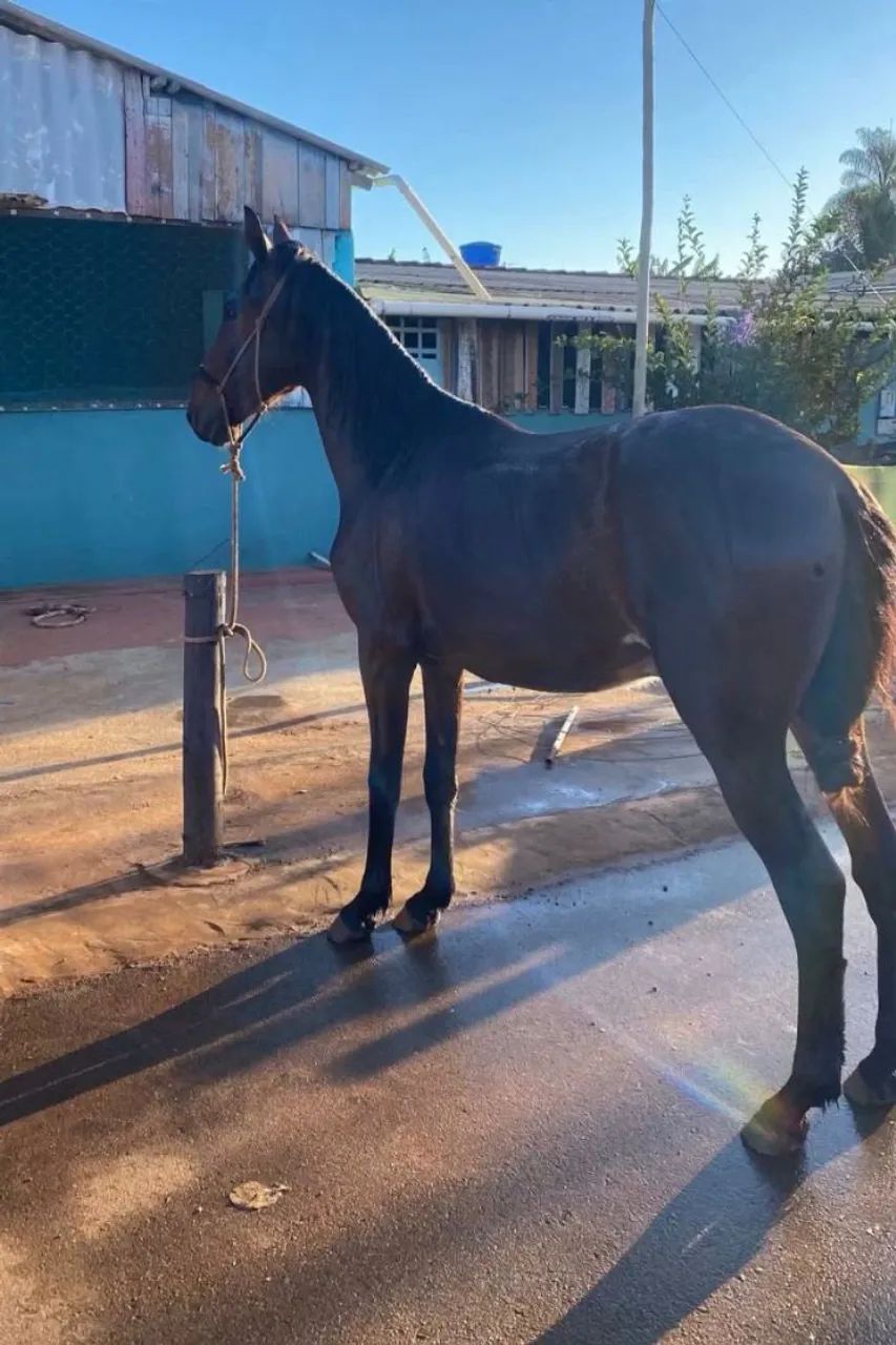 Cavalo - Foto 2
