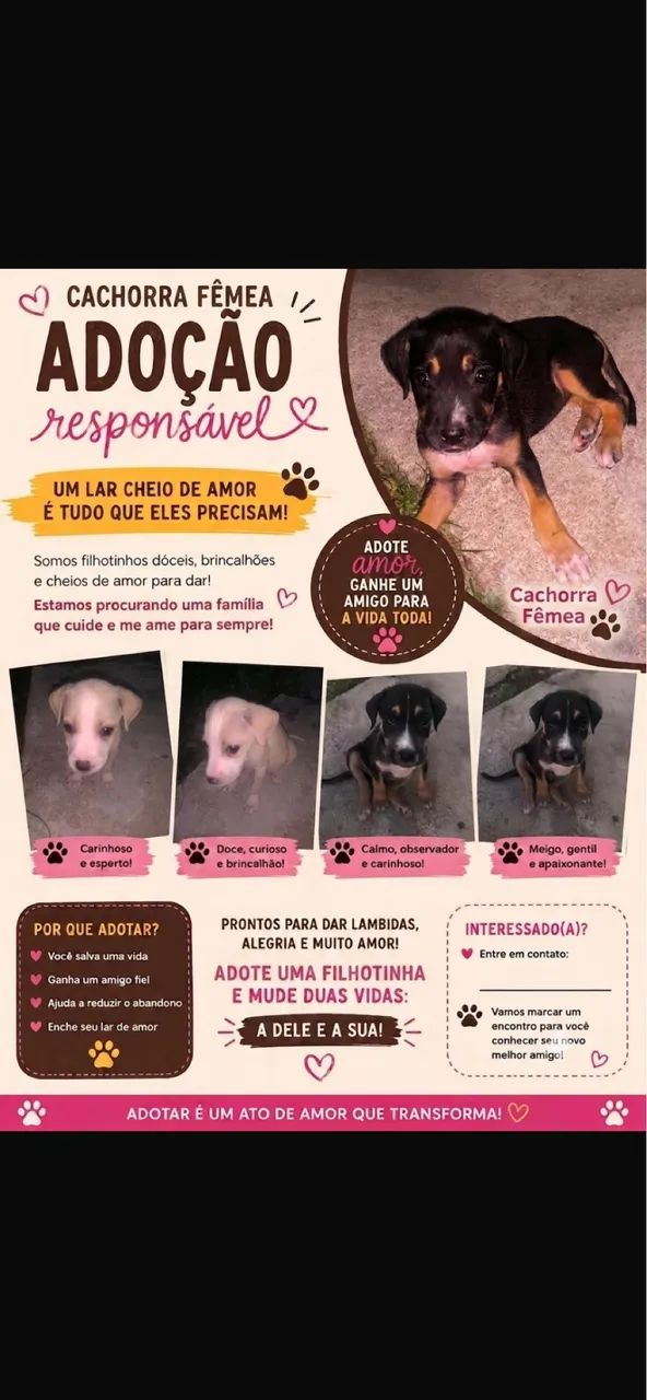 Adotar um cachorrinha 