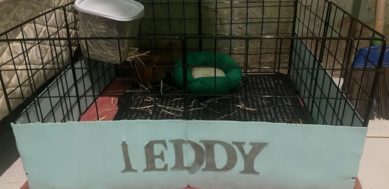 Porquinho da índia e uma casinha inteira  - Foto 4