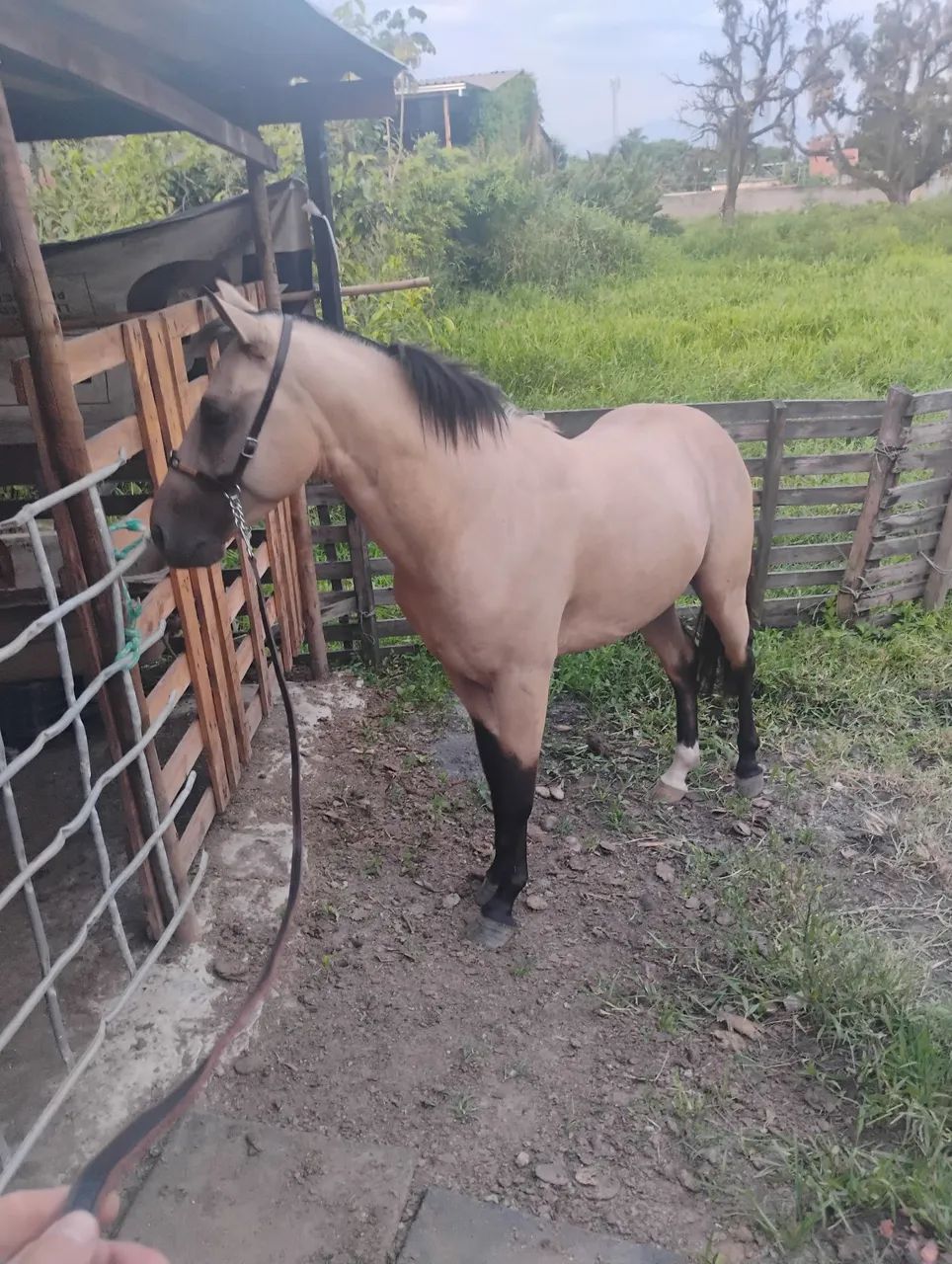 Vendo Cavalo  - Foto 2