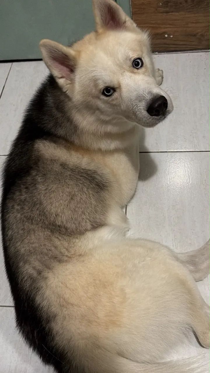 Husky macho 18 meses 