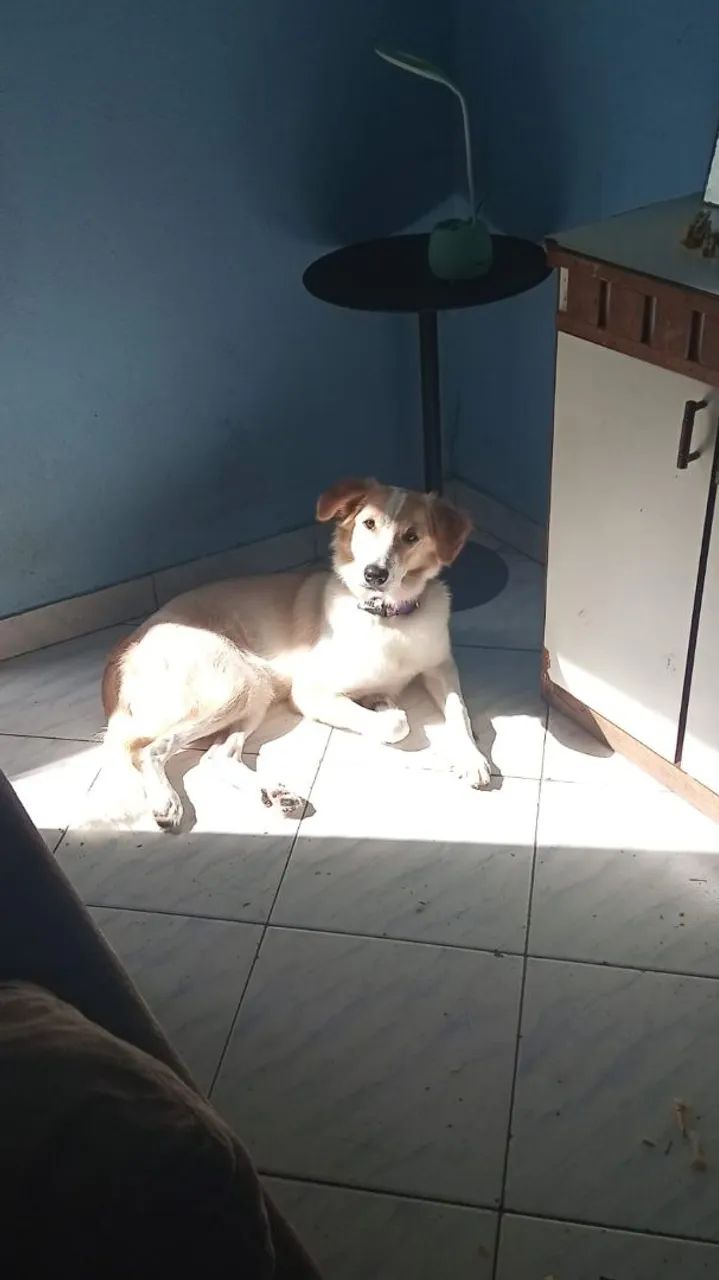Doação responsável 