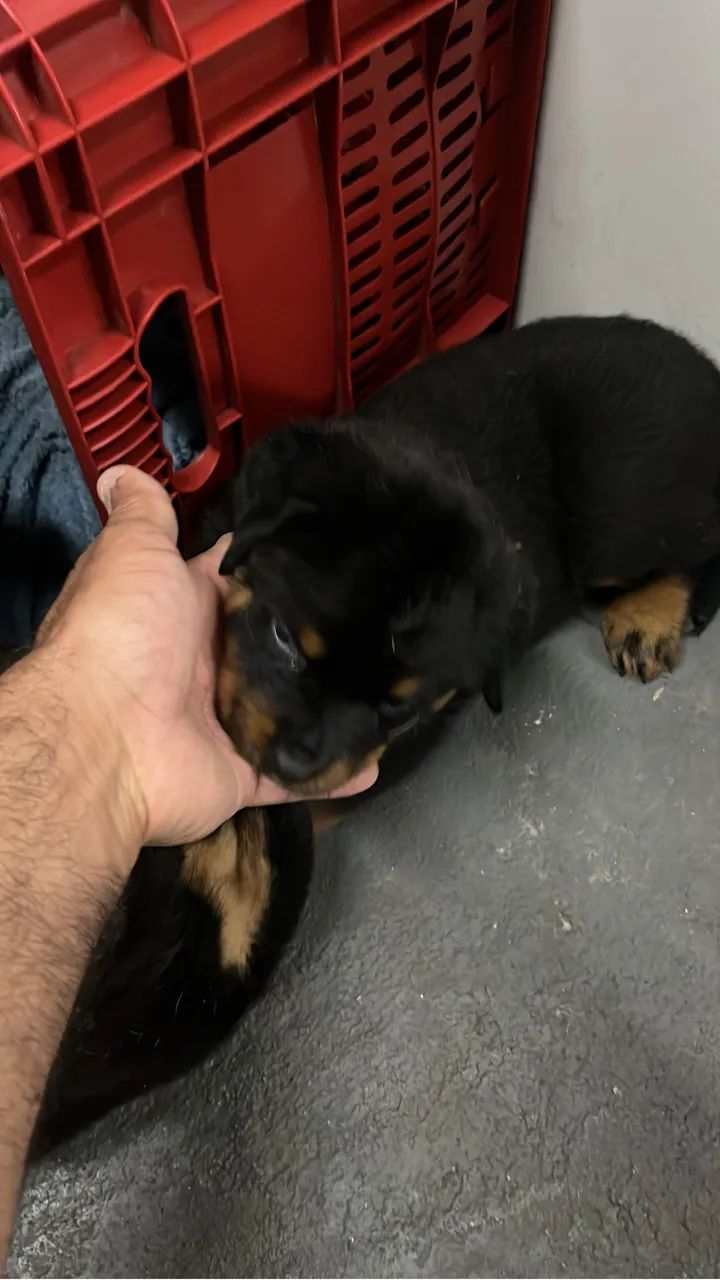 Cachorro  - Foto 2