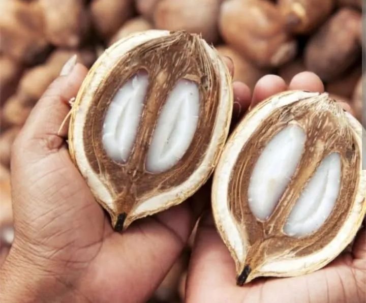Compramos coco babaçu inatura
