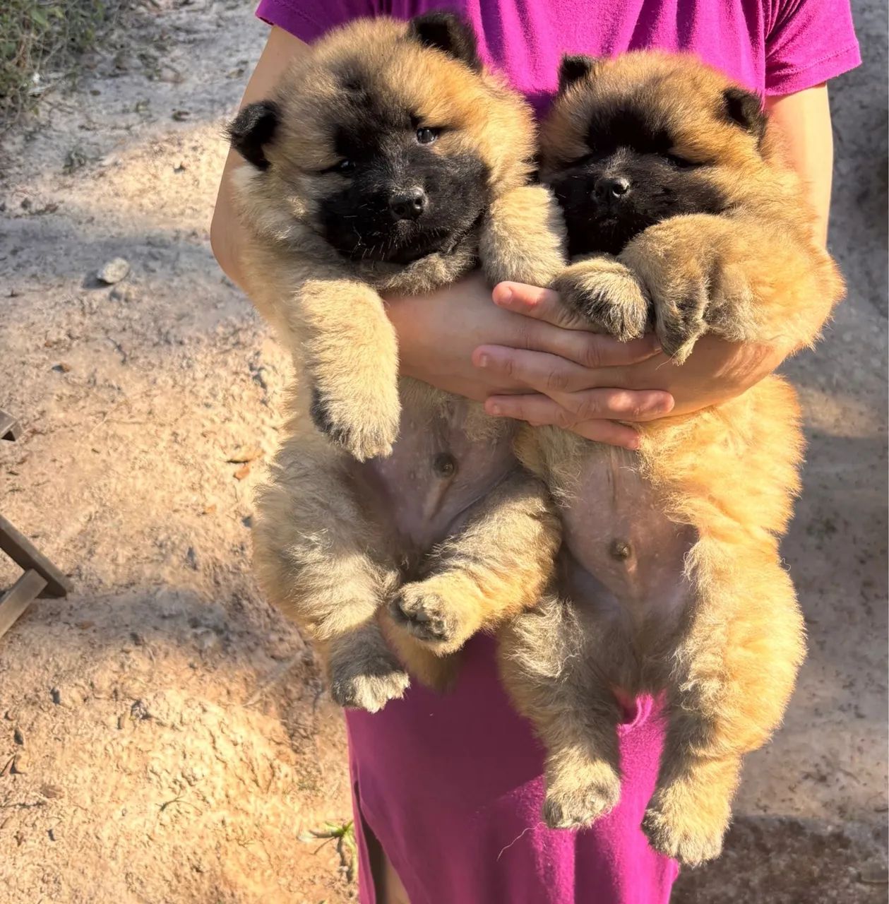 Chow Chow 