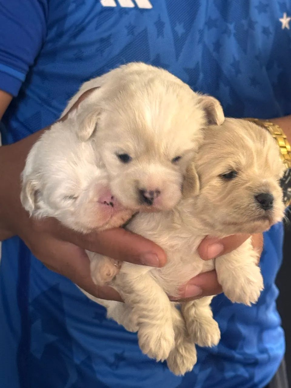 Lhasa apso