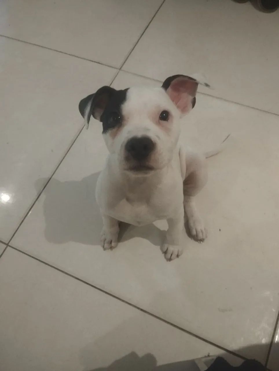 AMERICAN BULLY FILHOTE  - Foto 2