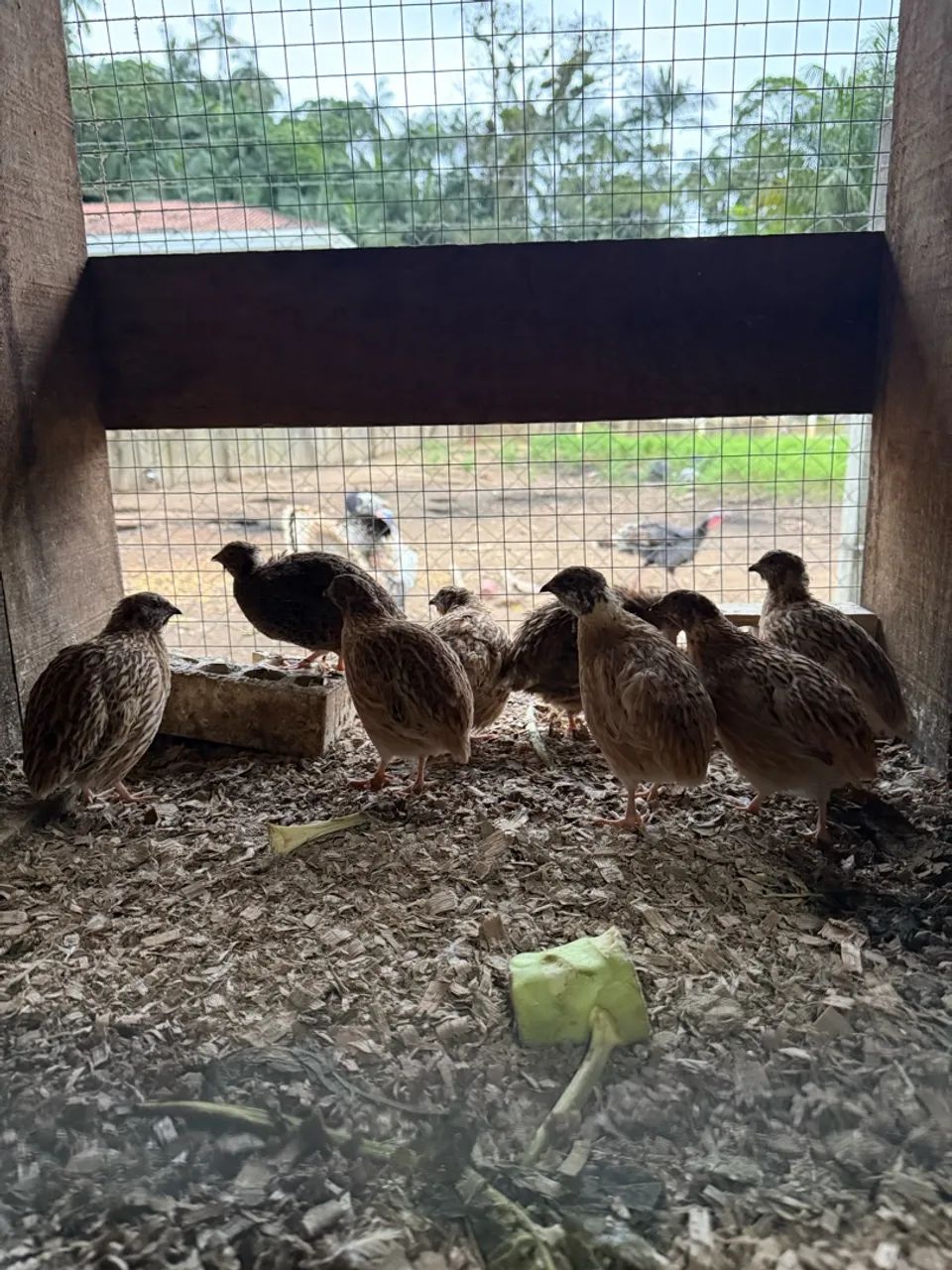 Codornas Japonesas Machos