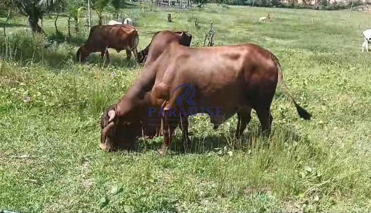 Fazenda, Centro, Araçás - R$ 2.5 mi, Cod: 68992