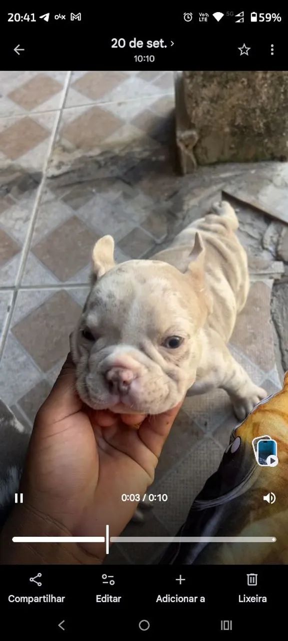 American bully - Foto 3