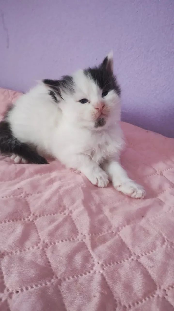 Gato Maine coon  - Foto 2