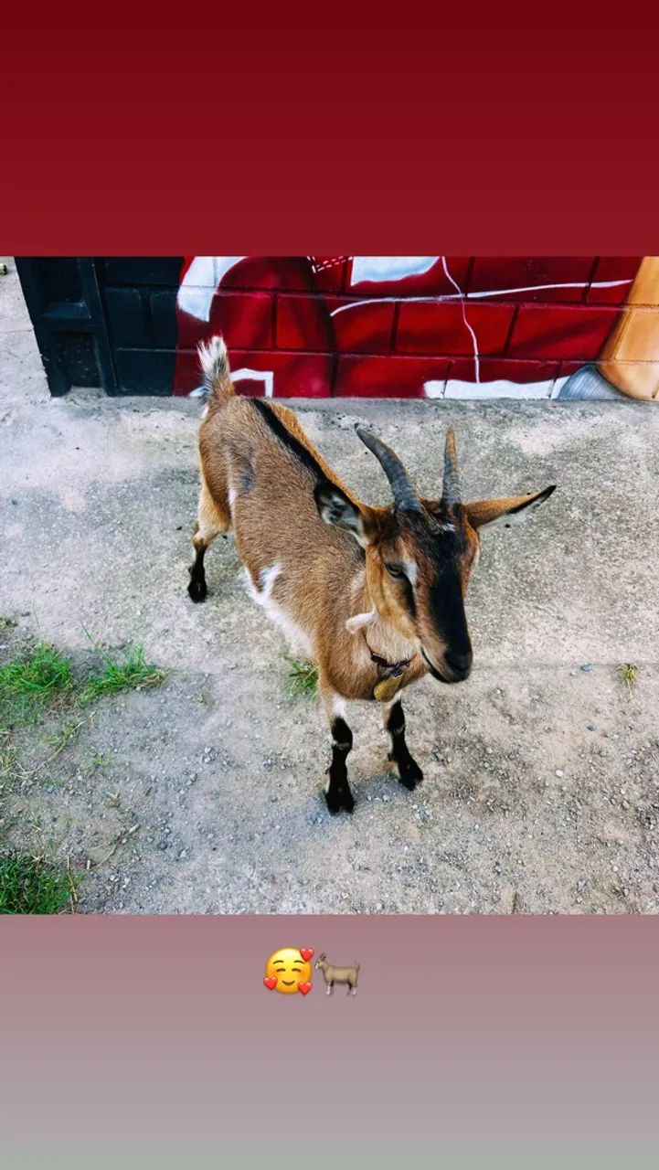 Cabra e cabrito - Foto 3