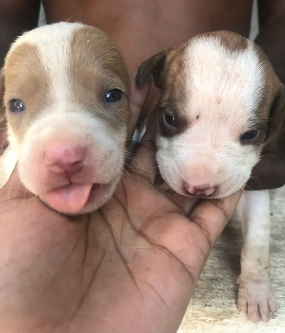 Cachorro pitbull  - Foto 4