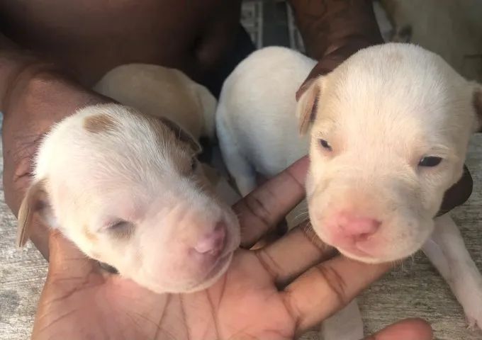 Cachorro pitbull  - Foto 5
