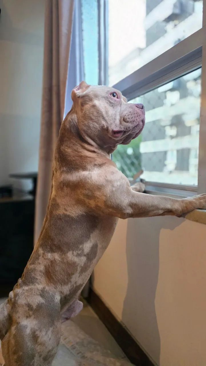 American bully em busca de namorada - Foto 3