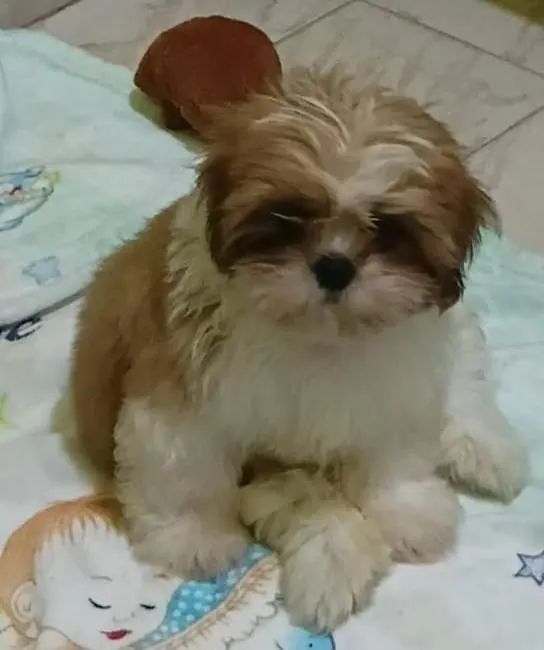 Vendo filhotes de Shitzu Puro sem pedigree 