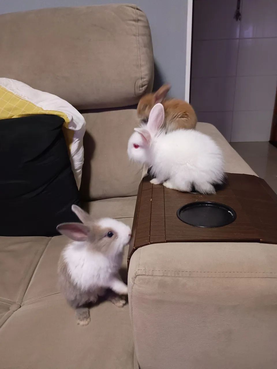 Coelho a venda - Foto 5