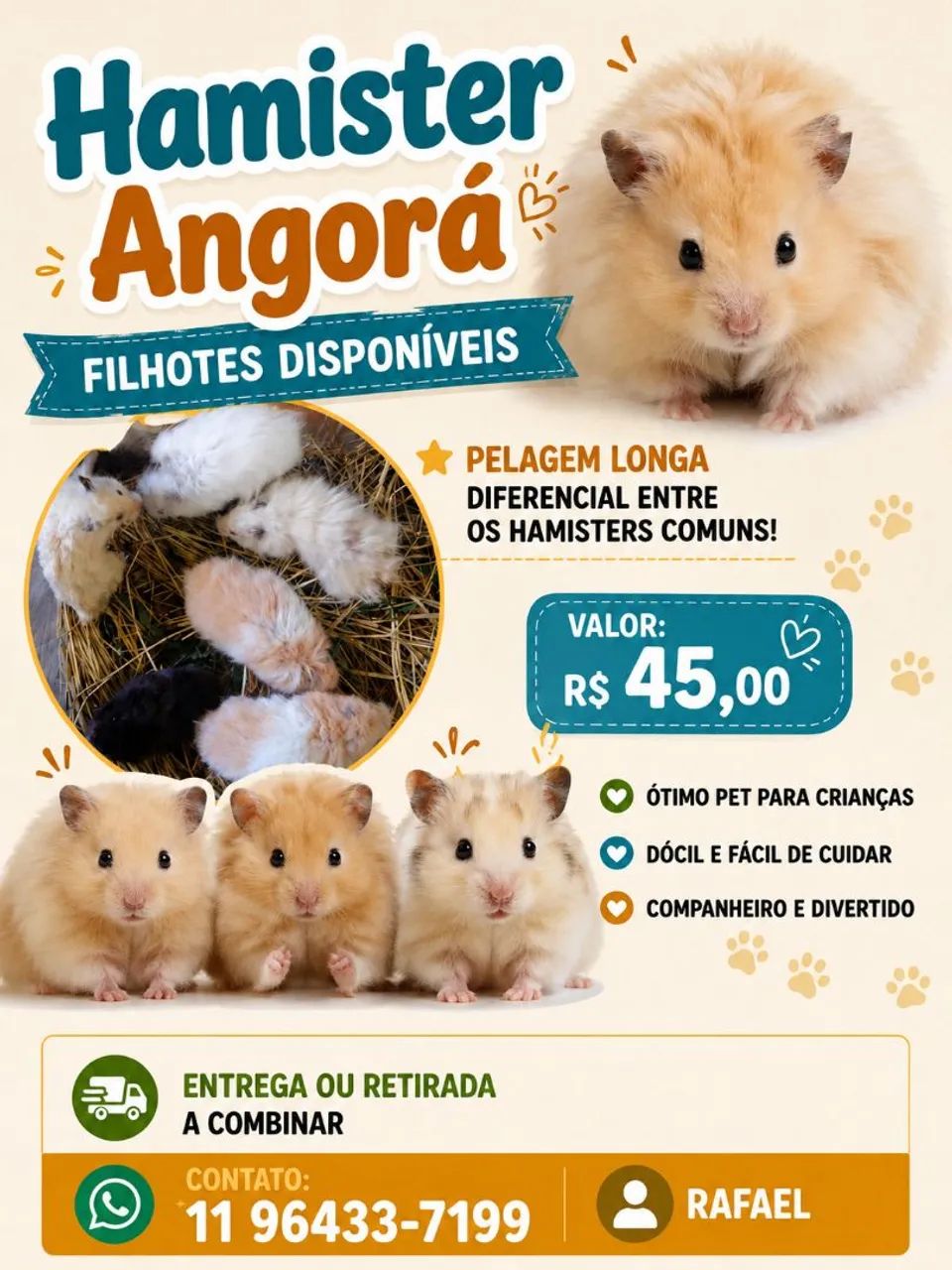 Hamister Angorá  - Foto 2